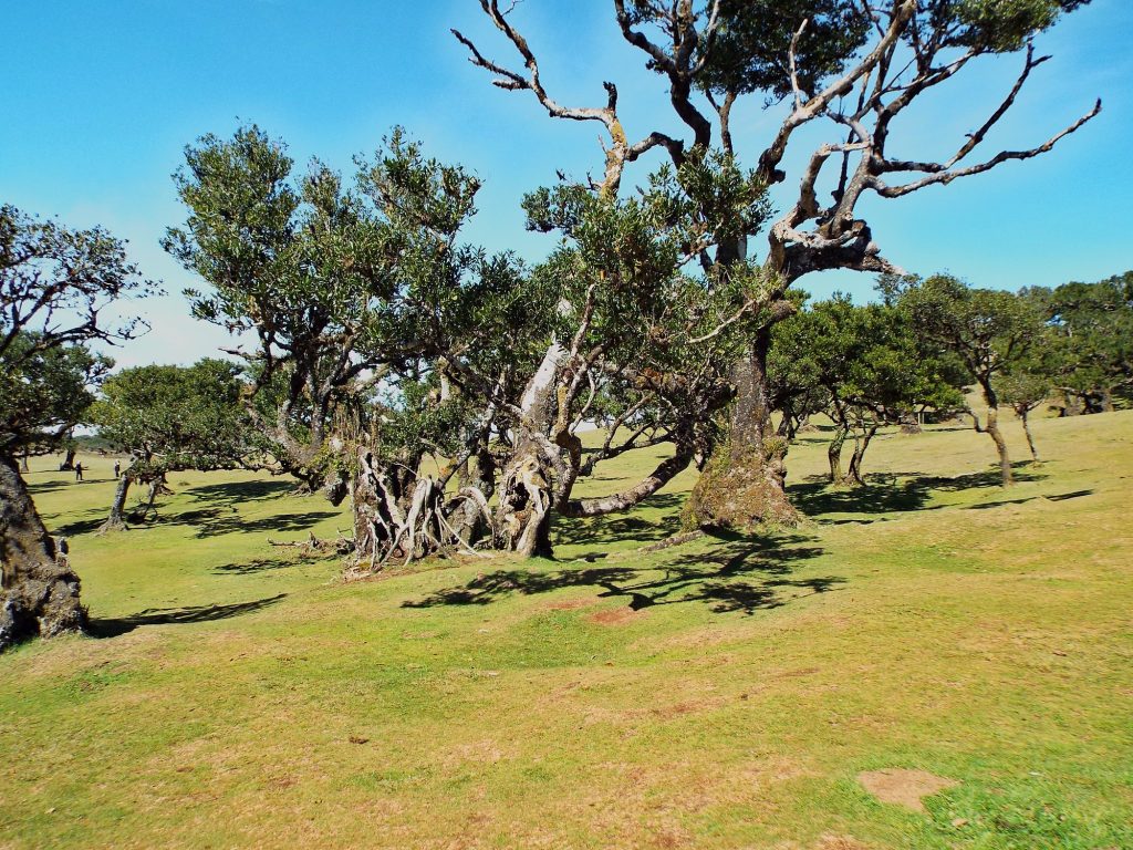 Uralte Til-Bäume auf einer Wiese im Wald von Fanal