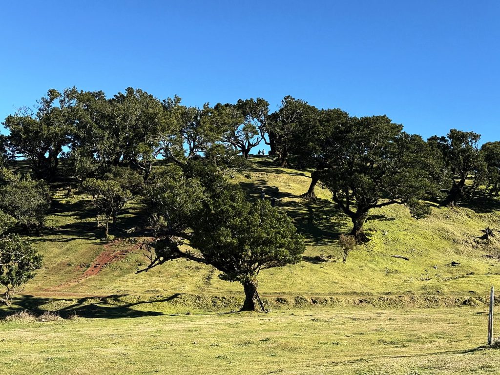 Alte Til-Bäume auf einer grünen Wiese im Wald von Fanal an einem sonnigen Tag