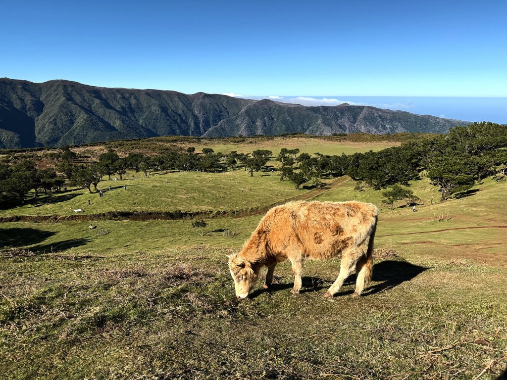 Kuh grast auf einer Wiese in Fanal, dahinter ein Bergkamm und das Meer
