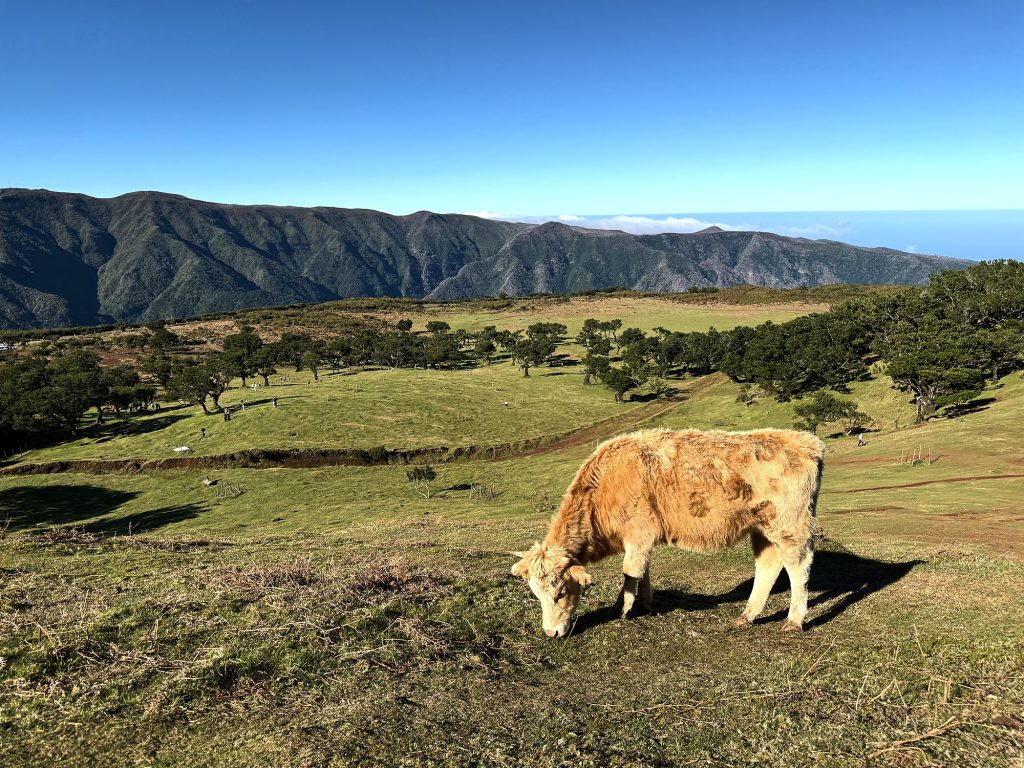 Eine Kuh grast in der Sonne auf einer Wiese in Fanal, dahinter ein Bergrücken
