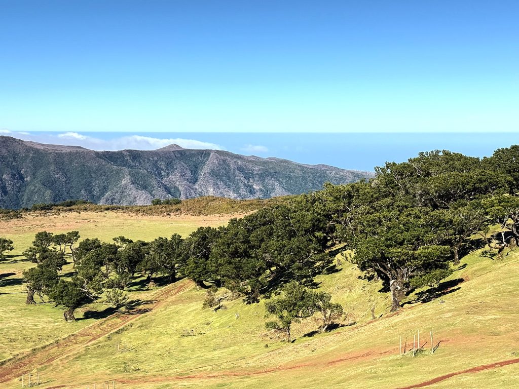 Hang mit Til-Bäumen in Fanal, in der Ferne Meer und Wolken