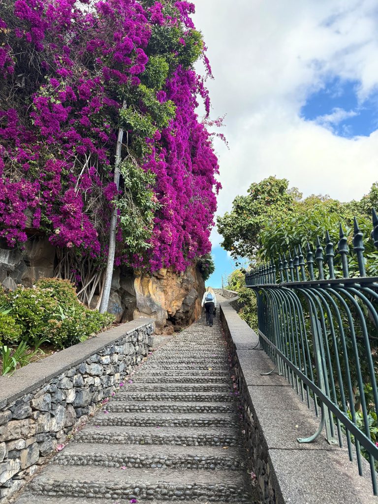Steinstufen und blühende Bougainvillea in Funchal