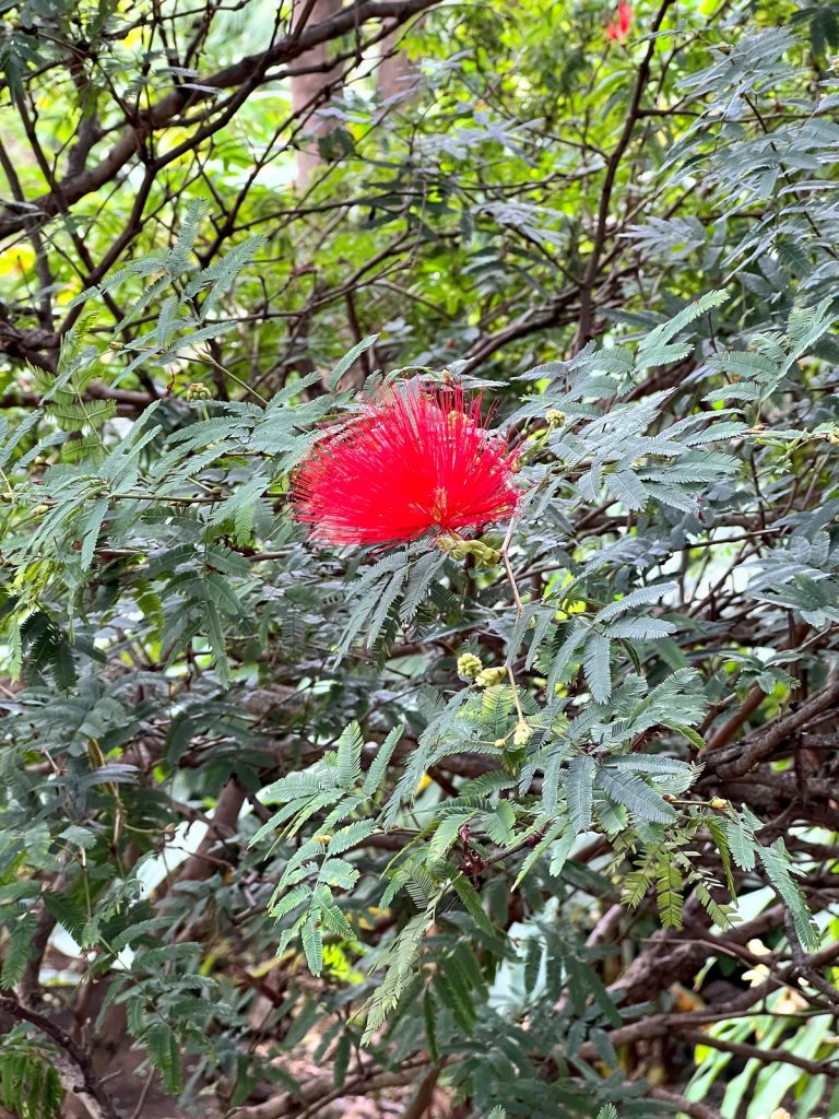 Eine rote, pompomförmige Blüte zwischen feinen, gefiederten Blättern eines Strauchs
