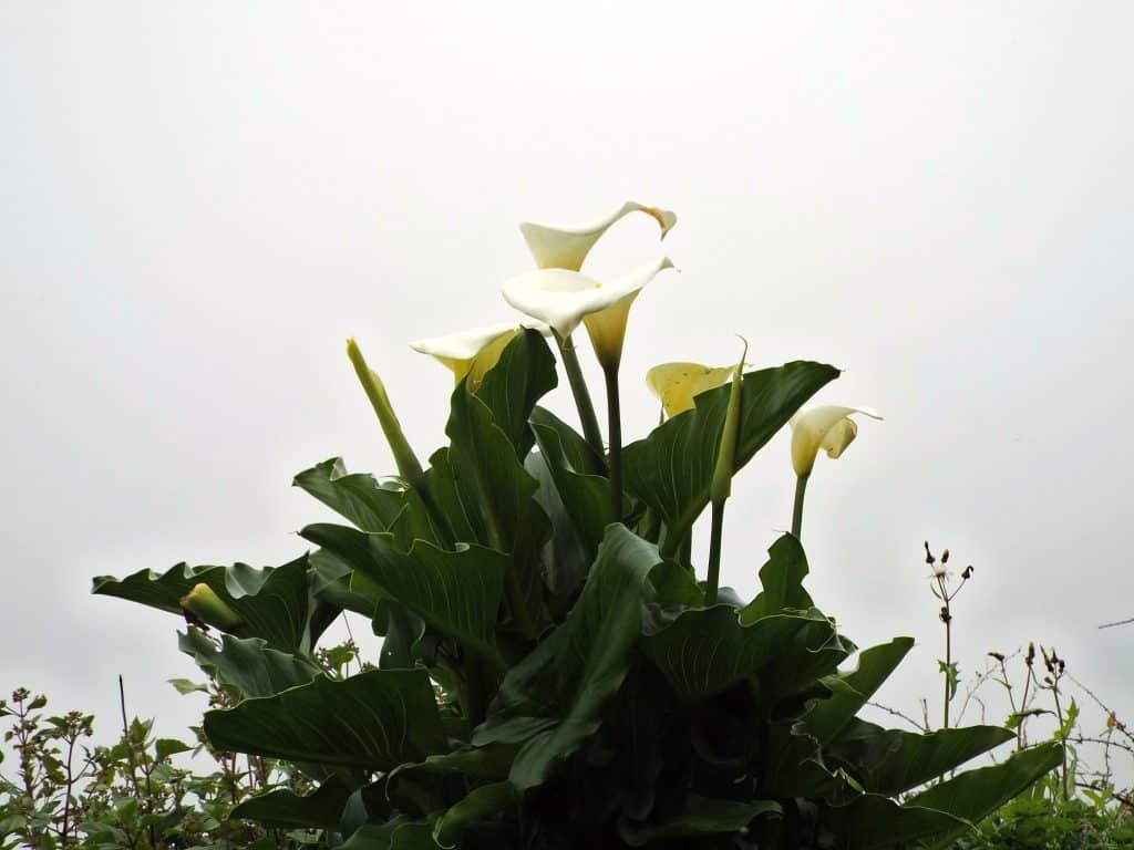 Weiße Callas im Nebel am Weg auf der Hochebene Paul da Serra