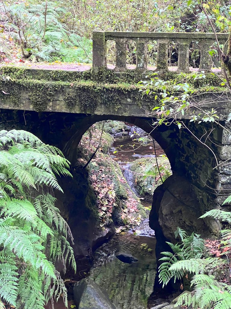 Steinbrücke über einen Bach im Lorbeerwald, umgeben von Farnen