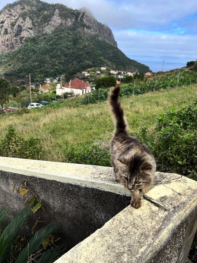 Katze auf einer Mauer, dahinter der Felsen Penha d’Águia und grüne Hänge