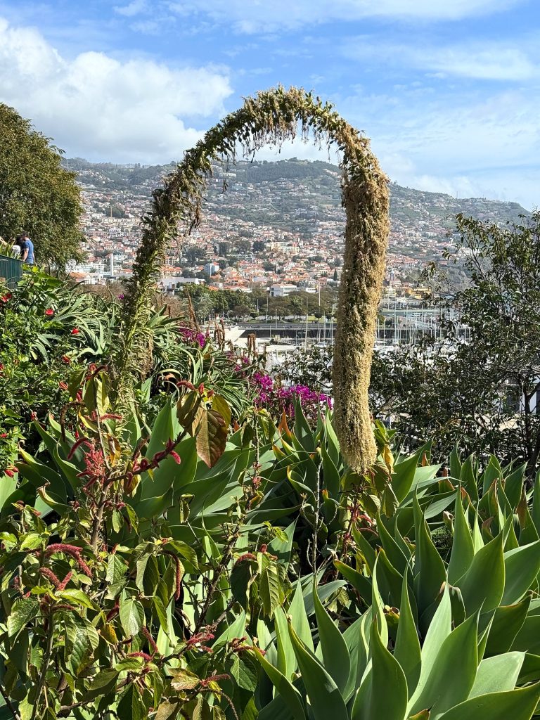 Eine blühende Agave, die sich im Bogen über Funchal und den Hafen neigt