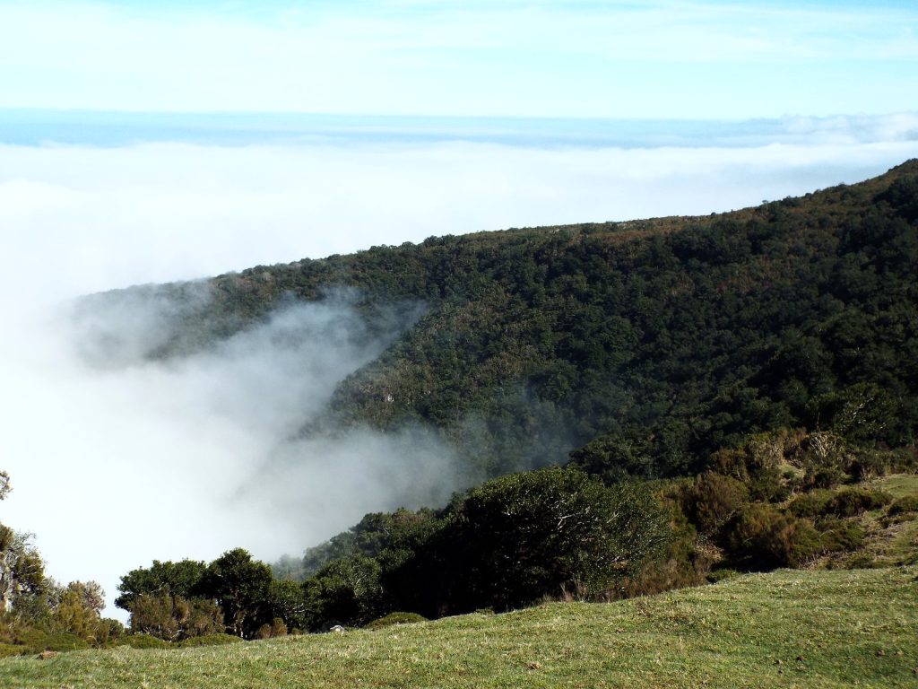 Ein Hang mit dichtem Wald, aus dem Tal steigen weiße Wolken auf, im Vordergrund Gras