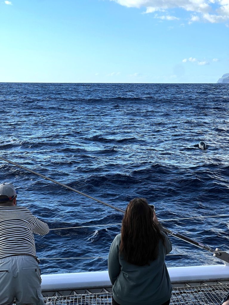 Katamaran-Passagiere von hinten, die aufs Meer schauen, während ein Delfin auftaucht, in der Ferne die Küste Madeiras
