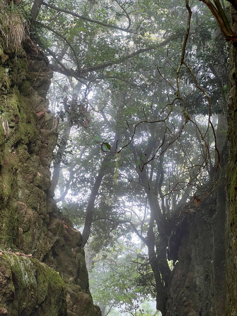 Hohe Bäume im Nebel über einem schmalen Felseinschnitt, Stämme und Felsen voller Moos