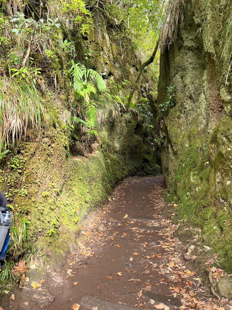Ein laubbedeckter Pfad führt durch einen schmalen Einschnitt zwischen bemoosten, farnbewachsenen Felsen