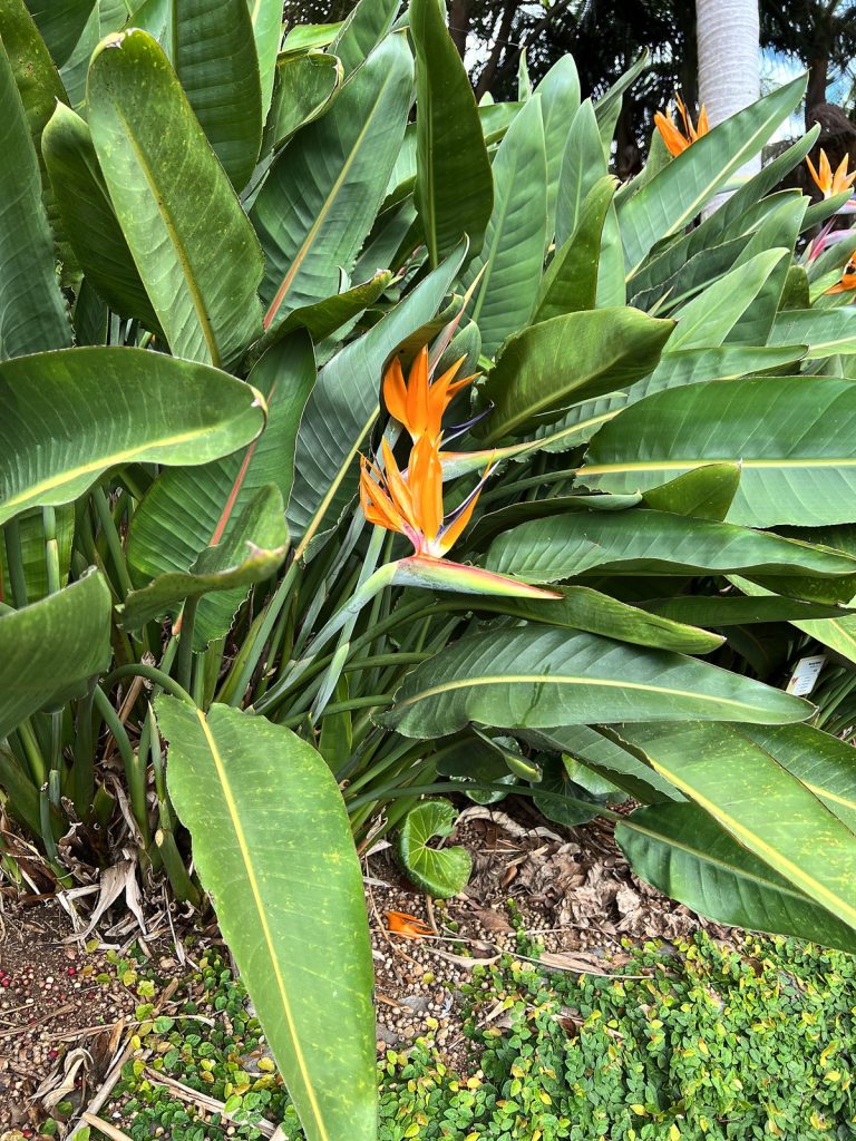 Orange-blaue Strelitzienblüten zwischen großen grünen Blättern im Garten des Monte Palace