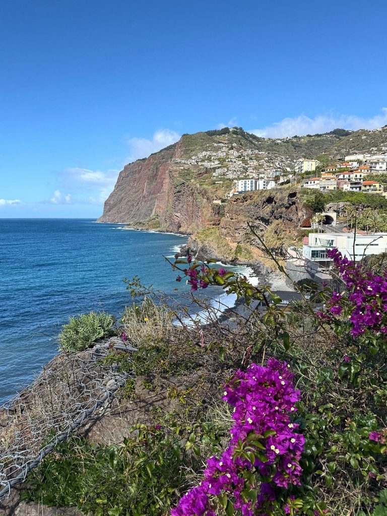 Lila Bougainvillea am Rand eines Hangs, dahinter die Steilküste Cabo Girão, Häuser und der Ozean
