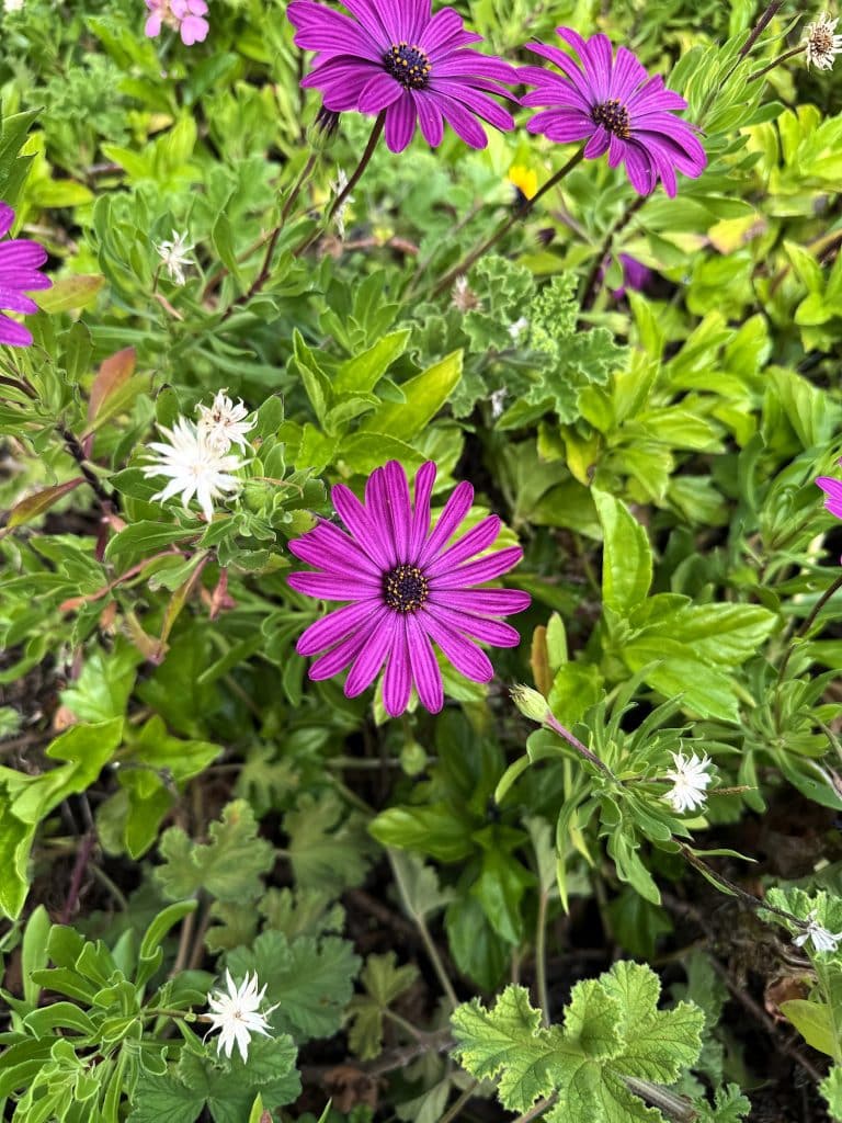Lila und weiße margeritenähnliche Blüten zwischen grünen Blättern