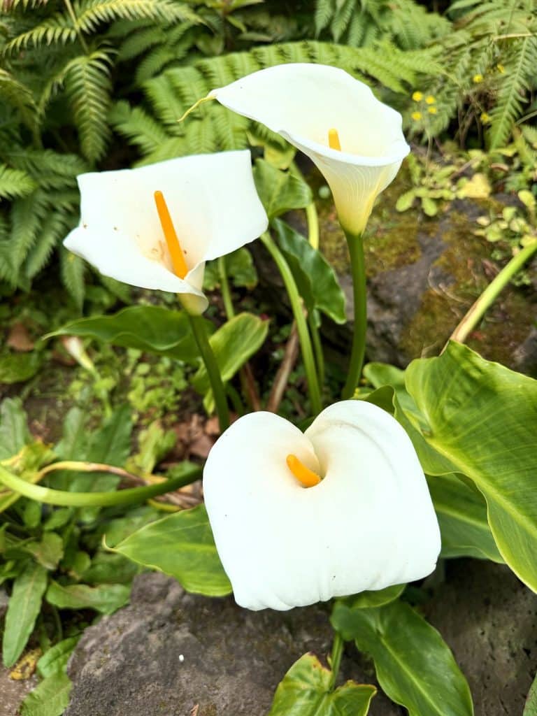 Drei weiße Calla-Blüten zwischen grünen Blättern und Farnen