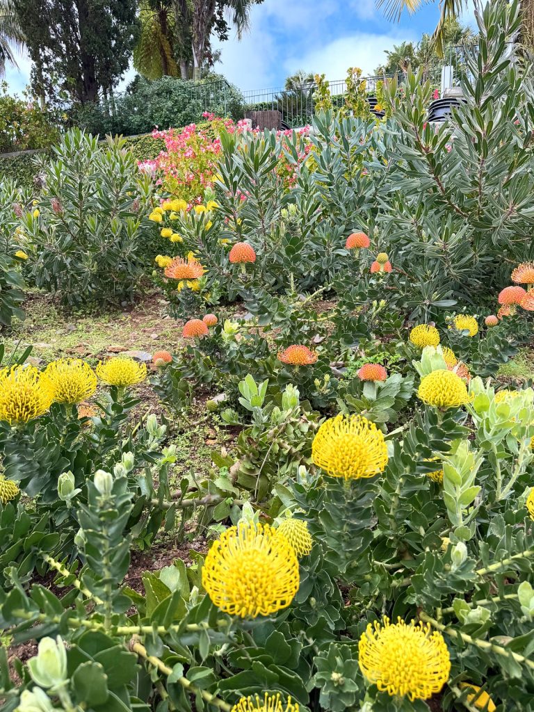 Ein Beet mit runden gelben und orangefarbenen Leucospermum-Blüten aus der Familie der Proteen, dahinter Sträucher und Palmen unter blauem Himmel