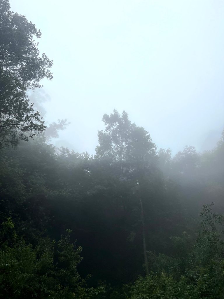 Dichter Nebel zwischen den Bäumen in einem Wald