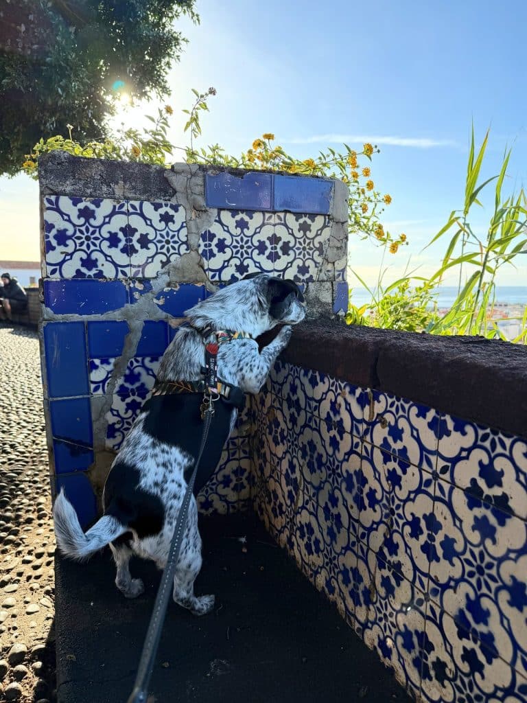 Ein schwarz-weißer Hund an der Leine schaut über eine niedrige Mauer mit blau-weißen Azulejos, dahinter Morgensonne