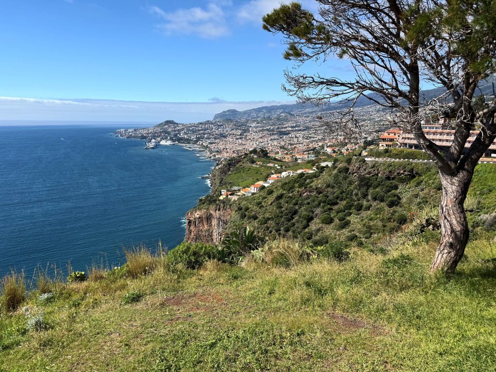 Eine grasbewachsene Klippe mit einem knorrigen Baum, darunter der Ozean und die Küste mit den Häusern von Funchal bis zum Horizont