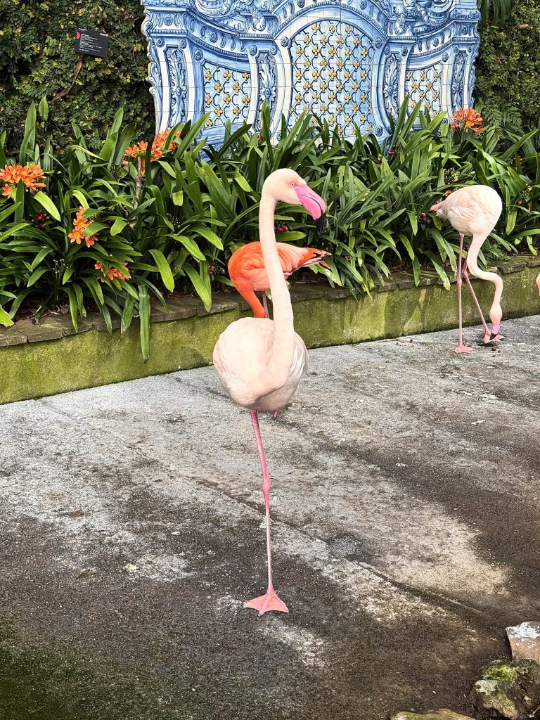 Ein rosa Flamingo vor einem Azulejo-Bild im Garten des Monte Palace