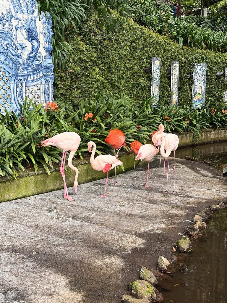 Eine Gruppe Flamingos an einem Teich im Garten des Monte Palace