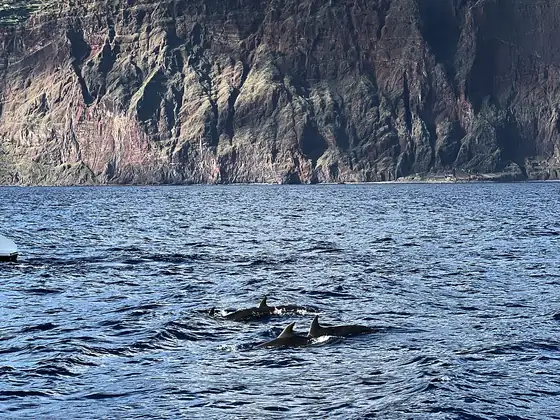 Zwei Delfine tauchen unterhalb der Klippe Cabo Girão aus dem Ozean auf