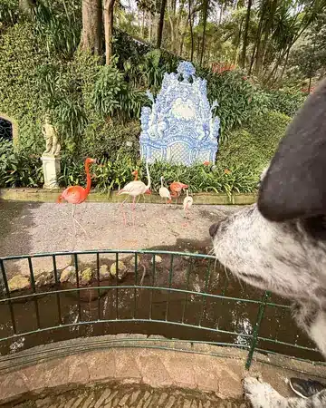 Tesla schaut durch ein Geländer auf die Flamingos am Teich im Monte Palace
