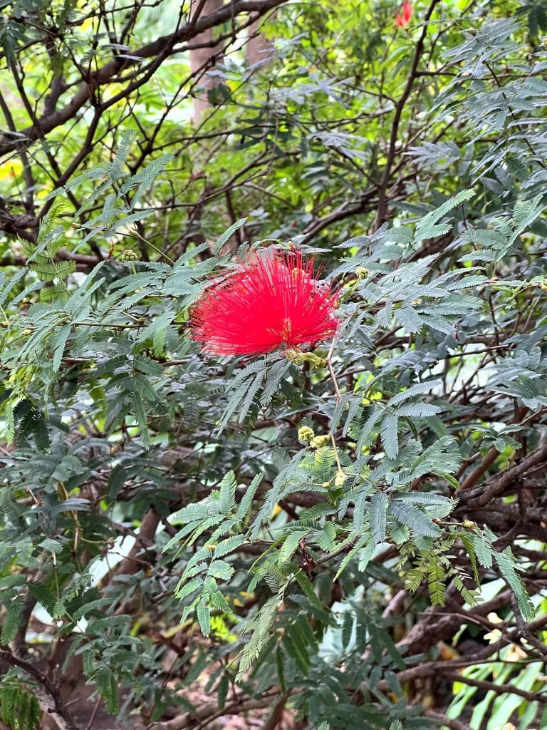 Eine rote Calliandra-Blüte im Botanischen Garten von Madeira