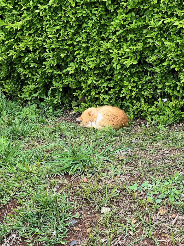 Eine rotgetigerte Katze schläft im Gras im Botanischen Garten in Funchal