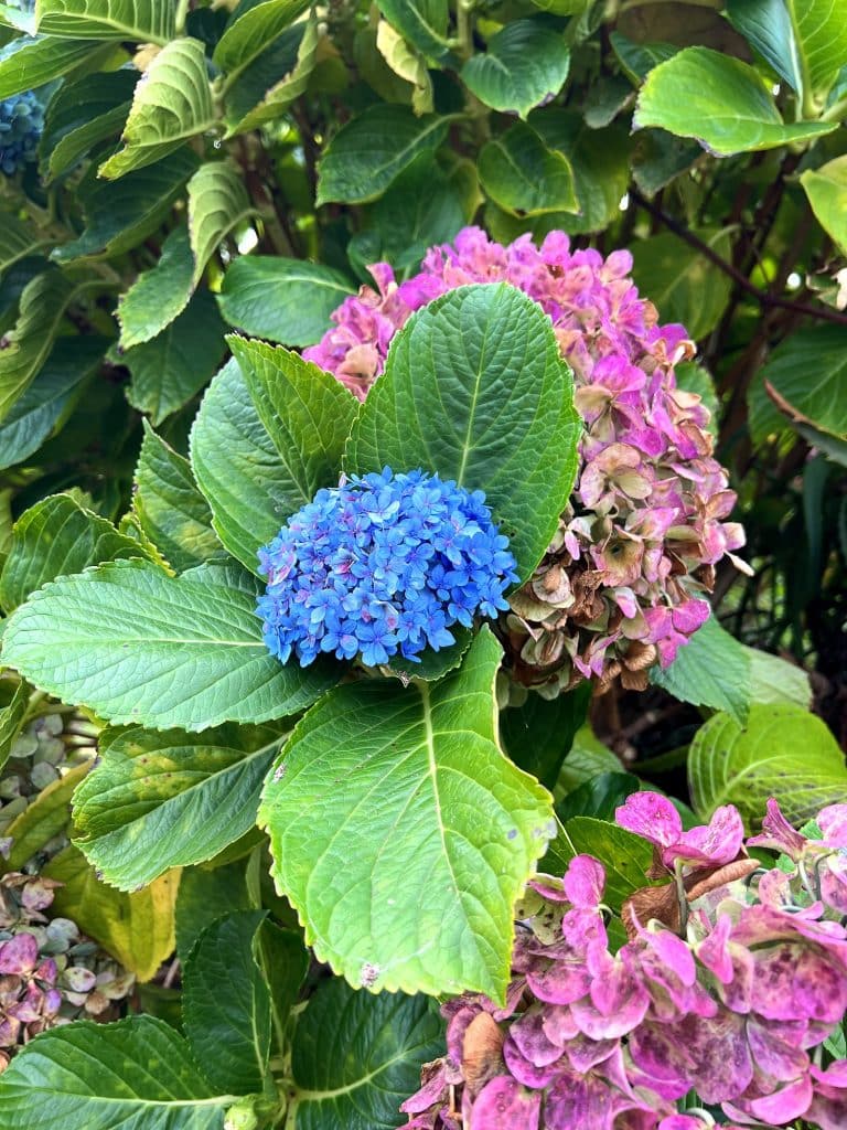 Blaue und rosa Hortensienblüten zwischen großen grünen Blättern
