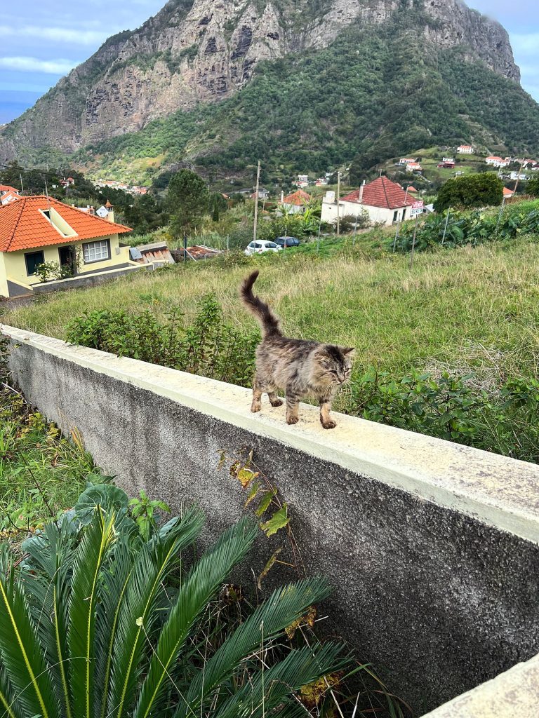 Getigerte Katze läuft über eine Betonmauer, dahinter eine Wiese, Häuser mit roten Dächern und ein felsiger Berg