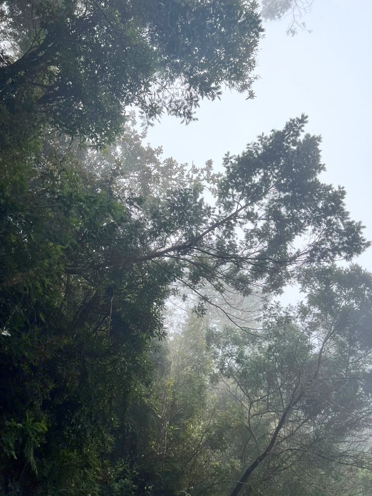 Baumkronen in dichtem Nebel in einem Wald im Norden Madeiras