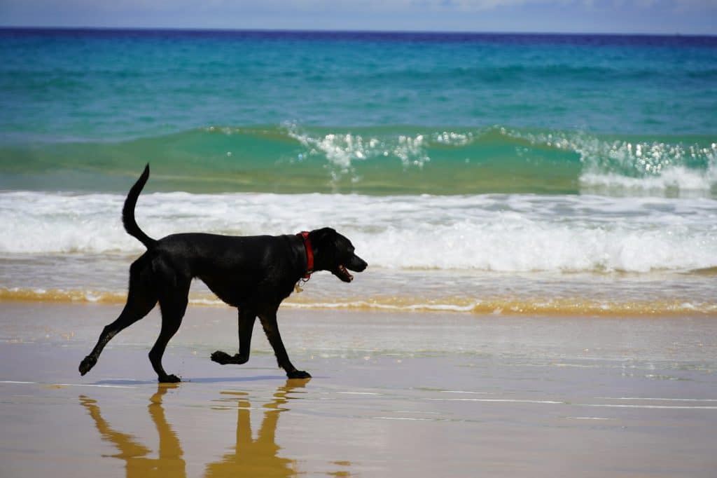 Schwarzer Hund läuft am Wasser entlang am Strand von Porto Santo