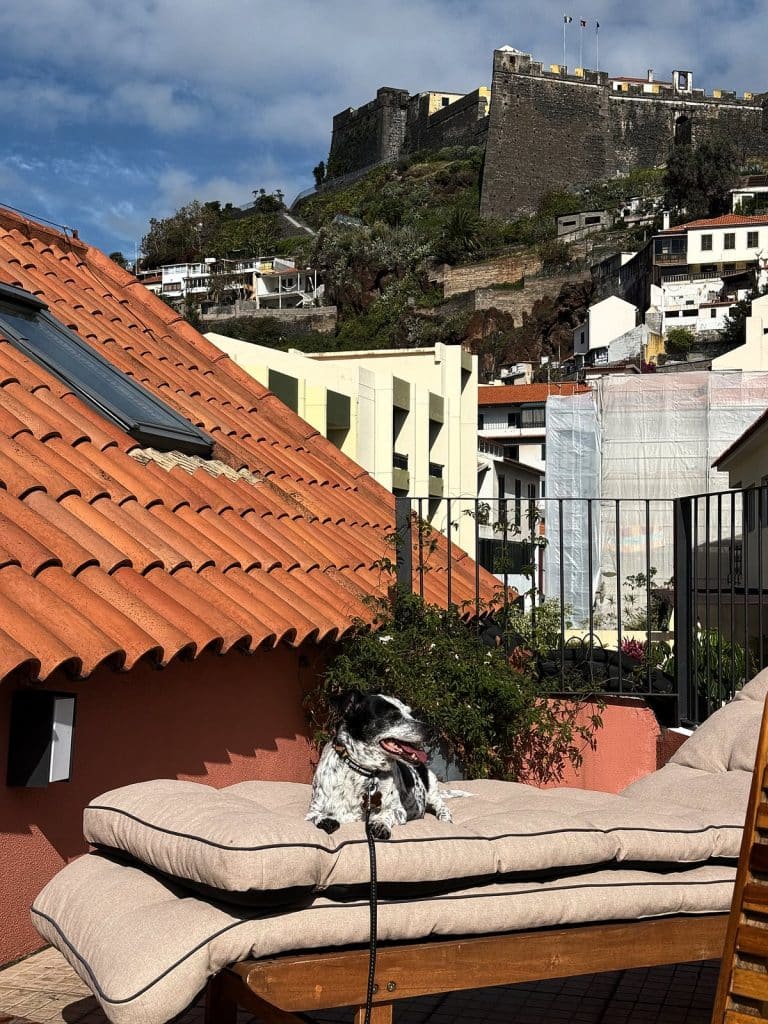 Hund auf einer Sonnenliege auf der Dachterrasse eines Apartments, dahinter der Hügel mit dem Fort Fortaleza do Pico