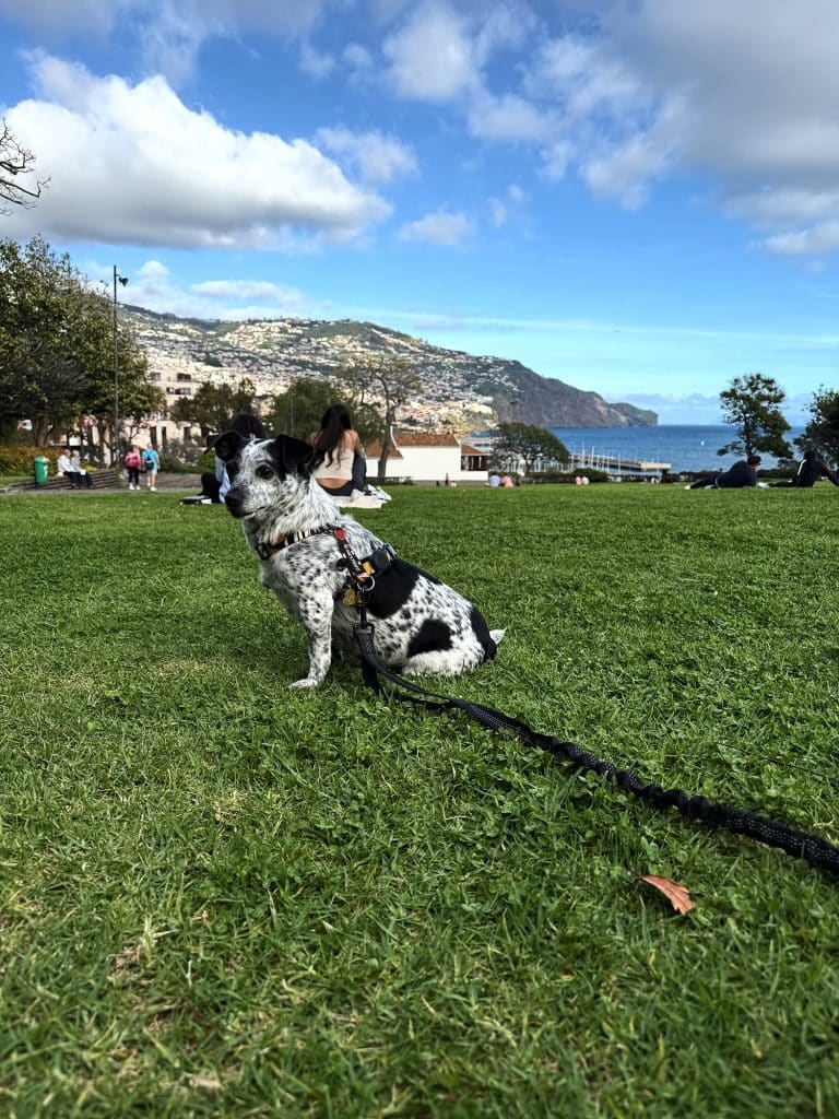 Meine Hündin Tesla auf einer Wiese über der Bucht von Funchal