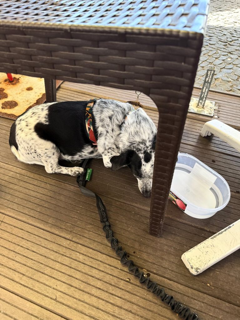 Schwarz-weißer Hund liegt unter einem Korbtisch auf der Holzterrasse eines Restaurants, daneben ein Wassernapf