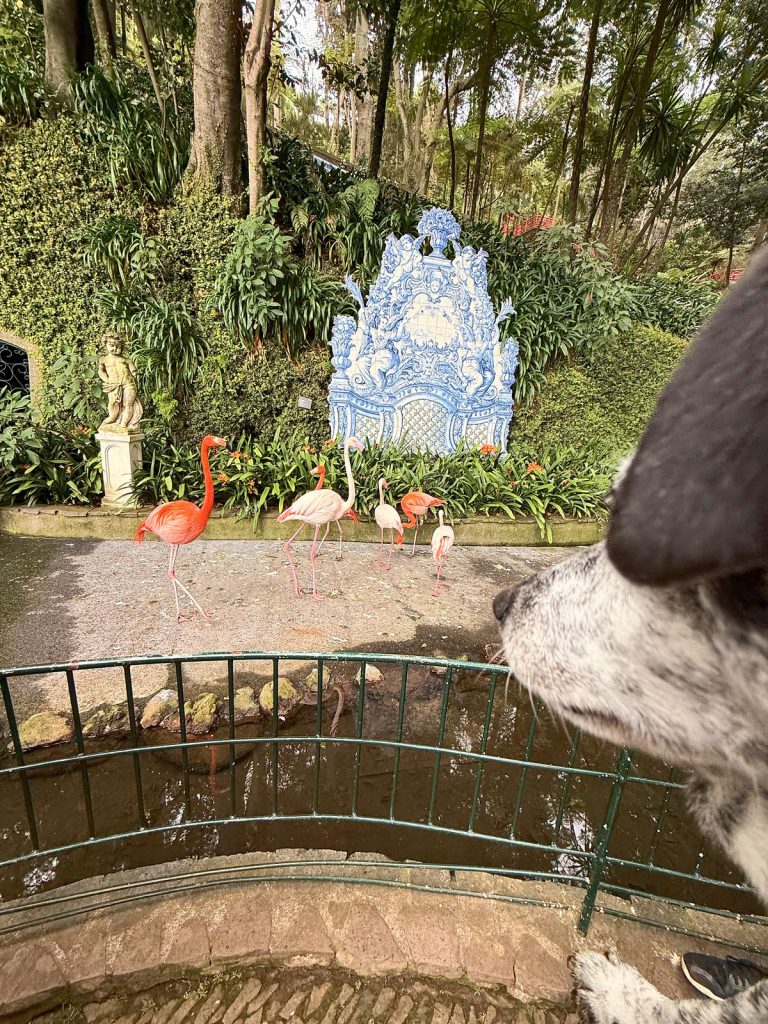 Hund blickt durch ein Geländer auf Flamingos an einem Teich, dahinter ein blaues Azulejo-Bild und Statuen