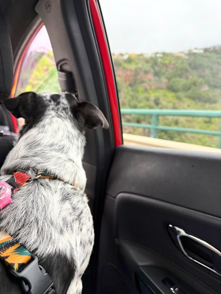 Schwarz-weißer Hund schaut aus dem Autofenster auf einen grünen Hang und die Leitplanken der Schnellstraße