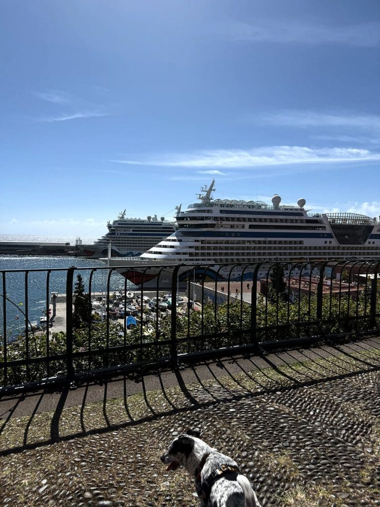 Schwarz-weißer Hund am schwarzen Geländer des Parks, unten der Hafen und ein AIDA-Kreuzfahrtschiff