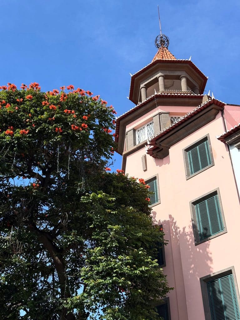 Ein blühender Afrikanischer Tulpenbaum neben einem rosa Gebäude mit Türmchen in Funchal