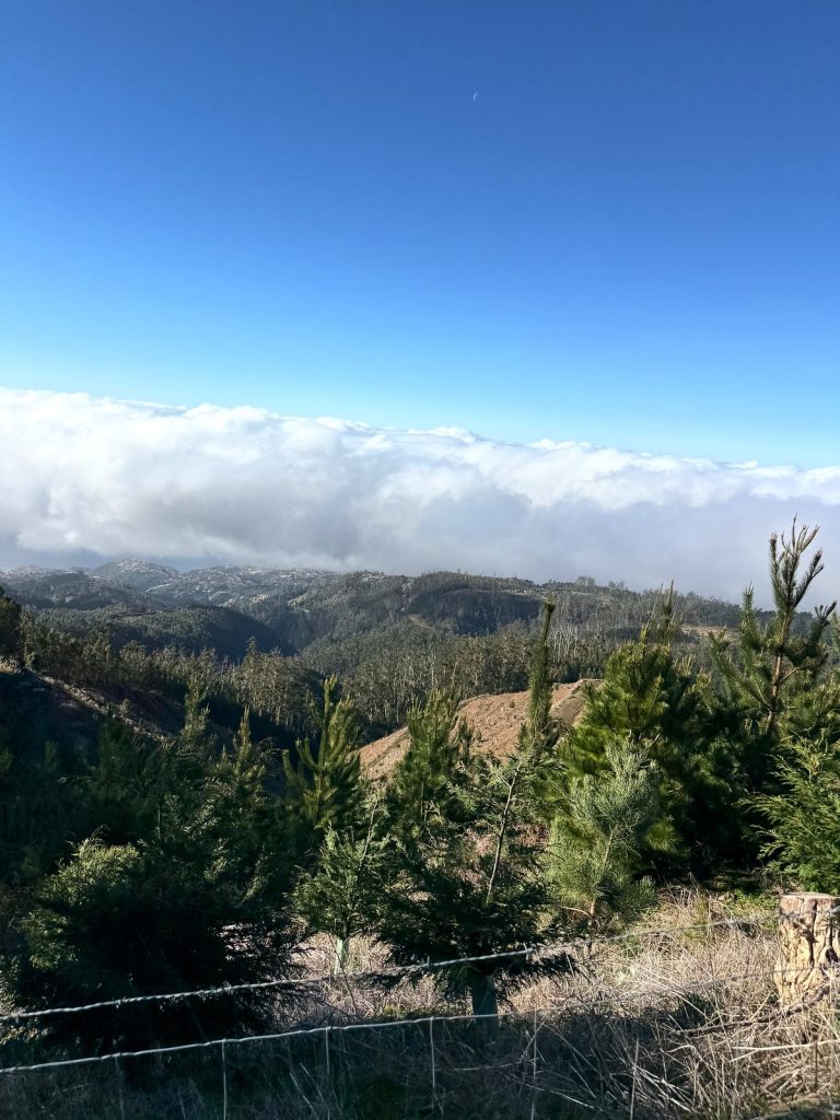 Ein Wolkenmeer über bewaldeten Hängen, im Vordergrund junge Kiefern und ein Drahtzaun, darüber ein wolkenloser Himmel