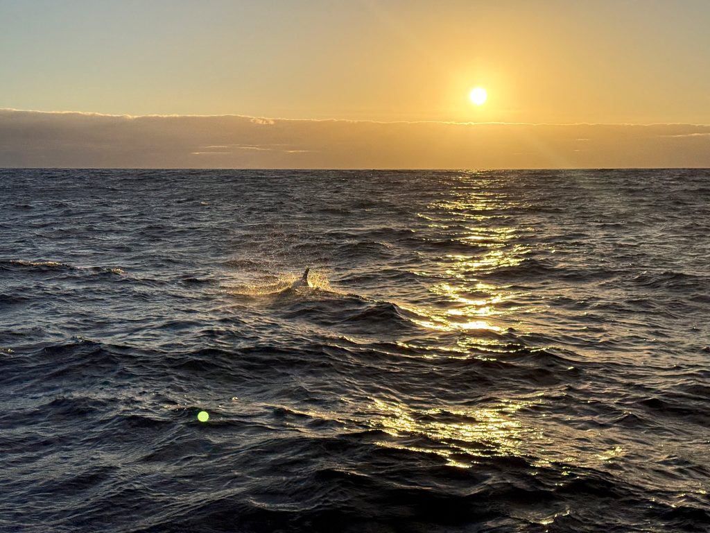 Rücken von Meeressäugern in den Wellen bei Sonnenuntergang vor der Küste Madeiras
