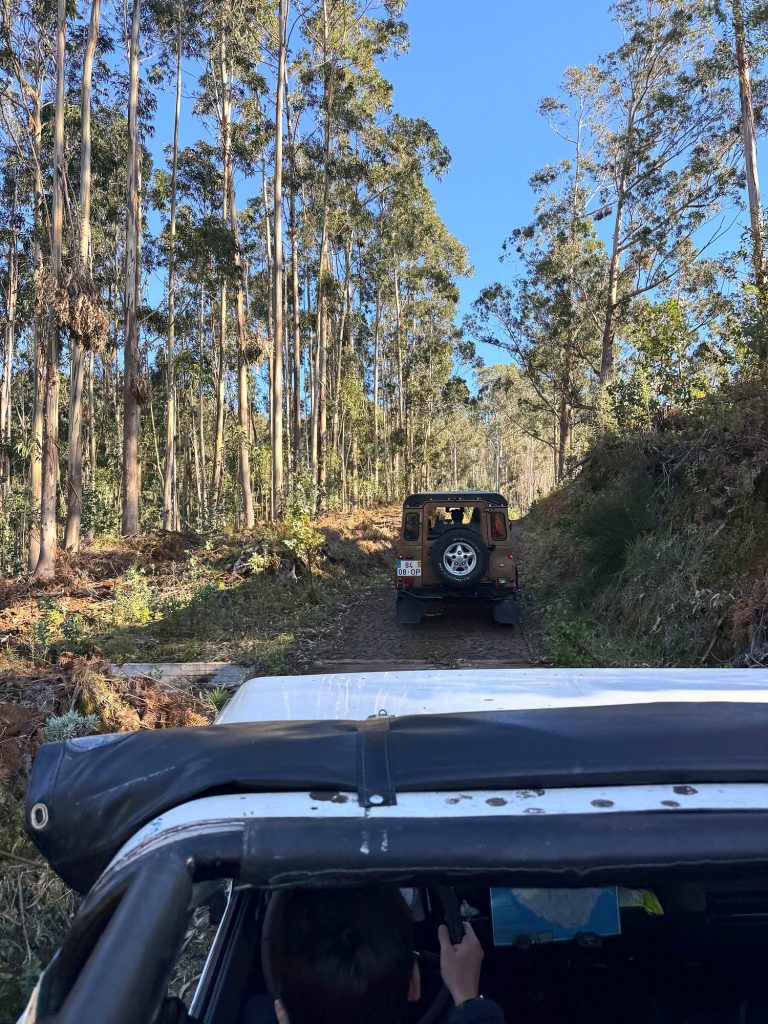 Forststraße durch einen Eukalyptuswald, aus einem offenen Jeep gesehen, vorne ein weiterer Jeep