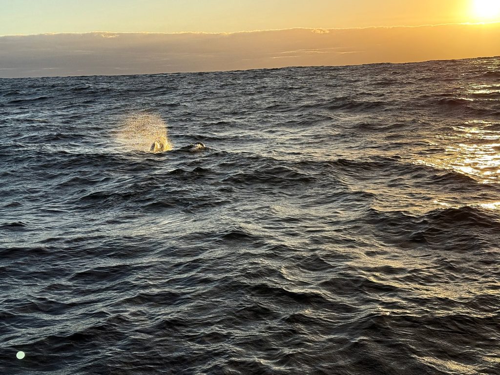 Der Blas eines Wals über den Wellen bei tief stehender Sonne auf einer Jachtfahrt vor Madeira